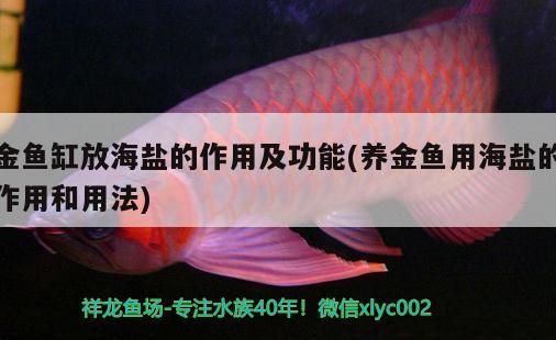 金魚缸放海鹽的作用及功能(養金魚用海鹽的作用和用法)