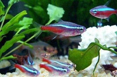 印尼大湖紅龍好不好(印尼紅龍魚場有哪些) 印尼大湖紅龍好不好(印尼紅龍魚場有哪些) 大湖紅龍魚百科 第3張