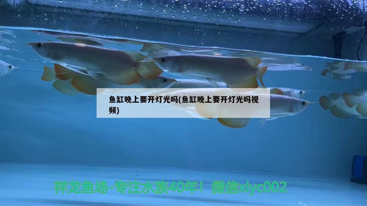 魚缸晚上要開燈光嗎(魚缸晚上要開燈光嗎視頻) 魚缸晚上要開燈光嗎(魚缸晚上要開燈光嗎視頻) 元寶鳳凰魚百科 第2張