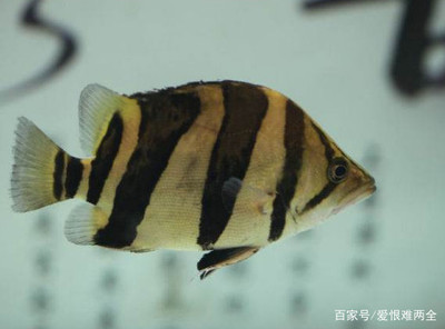 金龍魚15厘米該怎么樣