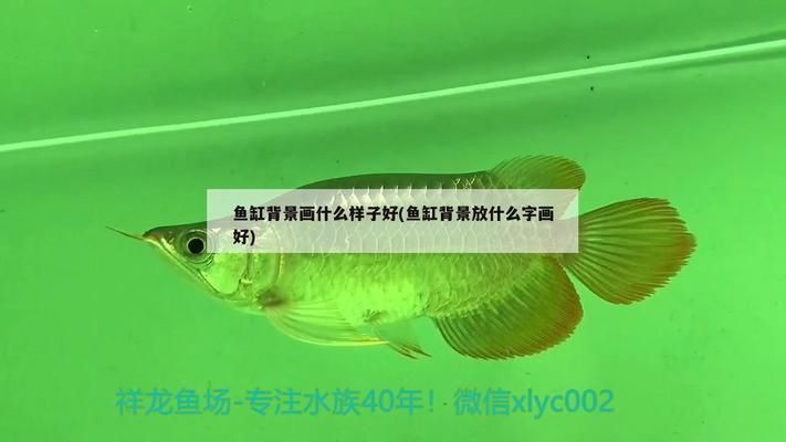 大型魚缸造景圖片，diy魚缸改造省錢技巧適合錦鯉的自然造景方案