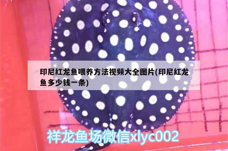 印尼紅龍魚喂養(yǎng)方法視頻大全圖片(印尼紅龍魚多少錢一條)