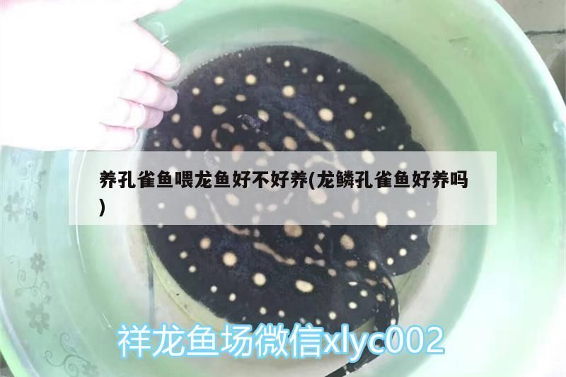 養孔雀魚喂龍魚好不好養(龍鱗孔雀魚好養嗎)