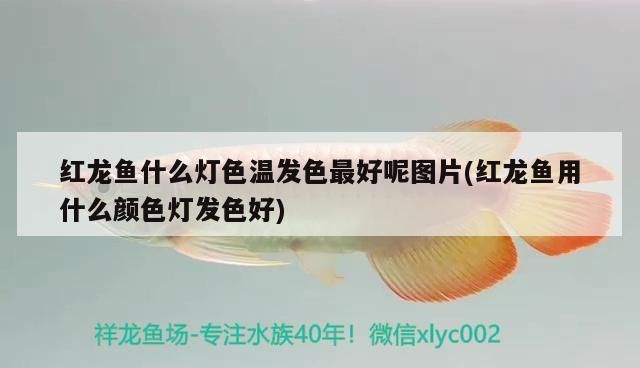 紅龍魚什么燈色溫發色最好呢圖片(紅龍魚用什么顏色燈發色好)