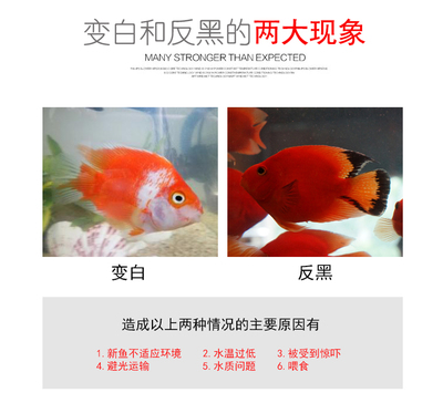 最貴的龍魚排名榜前十名品種圖片：探秘龍魚世界，最貴品種排名榜前十名大揭秘