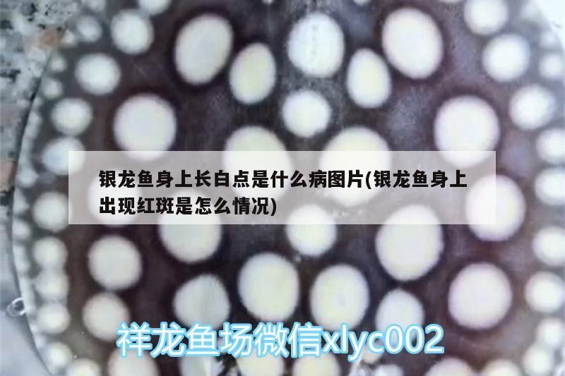 銀龍魚(yú)身上長(zhǎng)白點(diǎn)是什么病圖片(銀龍魚(yú)身上出現(xiàn)紅斑是怎么情況) 銀龍魚(yú)百科 第3張 銀龍魚(yú)身上長(zhǎng)白點(diǎn)是什么病圖片(銀龍魚(yú)身上出現(xiàn)紅斑是怎么情況) 銀龍魚(yú)身上長(zhǎng)白點(diǎn)是什么病圖片(銀龍魚(yú)身上出現(xiàn)紅斑是怎么情況) 銀龍魚(yú)百科 第3張