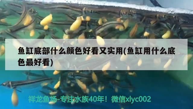 魚(yú)缸底部什么顏色好看又實(shí)用(魚(yú)缸用什么底色最好看)