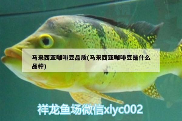 馬來西亞咖啡豆品種特色，馬來西亞主要咖啡豆品種