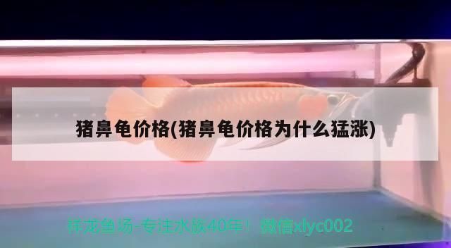 豬鼻龜價格會降嗎：豬鼻龜價格會降嗎豬鼻龜價格會降嗎