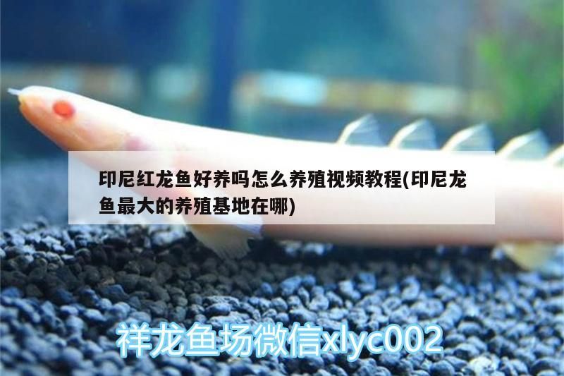 印尼紅龍魚好養嗎怎么養殖視頻教程(印尼龍魚最大的養殖基地在哪)
