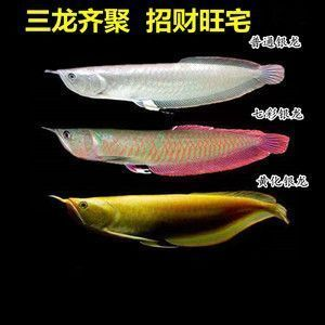 如何鑒別高品質(zhì)的大湖紅龍魚？（如何判斷大湖紅龍魚的健康狀況、高品質(zhì)的大湖紅龍魚）