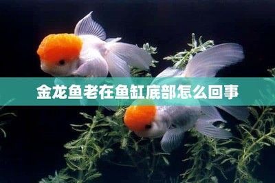 金龍魚總往魚缸下面游怎么辦，解決金龍魚總往魚缸下面游的問題