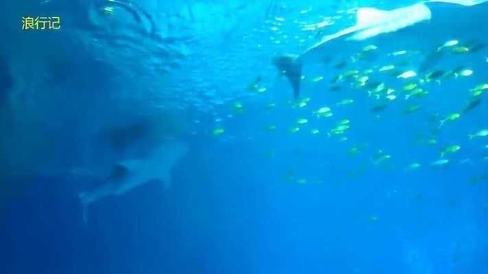 長隆有水族館嗎（探索長隆海洋王國的水族館）