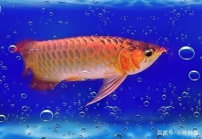 印尼大湖紅龍魚怎么養的視頻：印尼大湖紅龍魚怎么養，印尼大湖紅龍魚的飼養方法