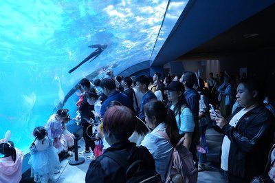 水族館有什么工作內容（水族館環境維護的創新方法,） 水族館有什么工作內容（水族館環境維護的創新方法,） 水族館百科（水族館加盟） 第2張