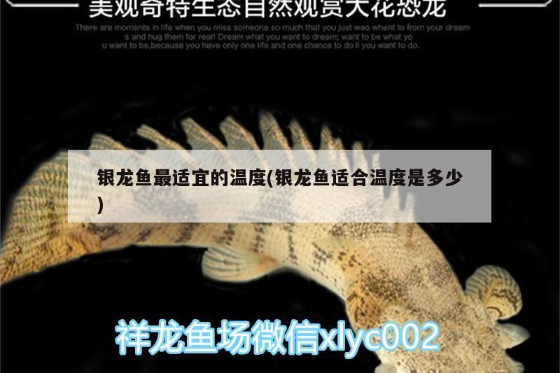 銀龍魚最適宜的溫度(銀龍魚適合溫度是多少) 銀龍魚百科 第2張 銀龍魚最適宜的溫度(銀龍魚適合溫度是多少) 銀龍魚最適宜的溫度(銀龍魚適合溫度是多少) 銀龍魚百科 第2張