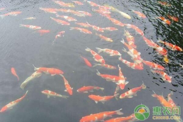 銀龍魚最適宜的溫度(銀龍魚適合溫度是多少) 銀龍魚百科 第3張 銀龍魚最適宜的溫度(銀龍魚適合溫度是多少) 銀龍魚最適宜的溫度(銀龍魚適合溫度是多少) 銀龍魚百科 第3張