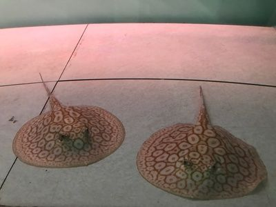 魟魚翻邊怎么治療：魟魚翻邊怎么治療[需手動填充]魚翻邊怎么治療