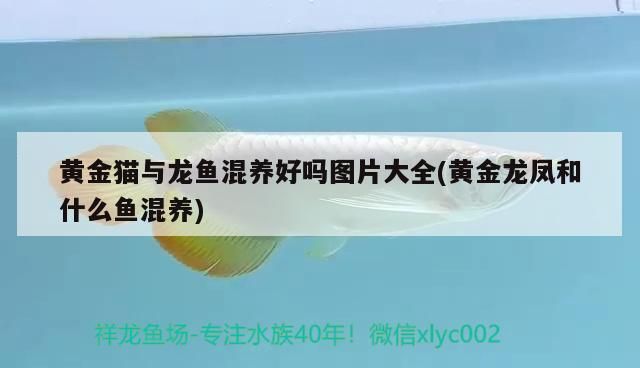 黃金貓與龍魚(yú)混養(yǎng)好嗎圖片大全(黃金龍鳳和什么魚(yú)混養(yǎng))