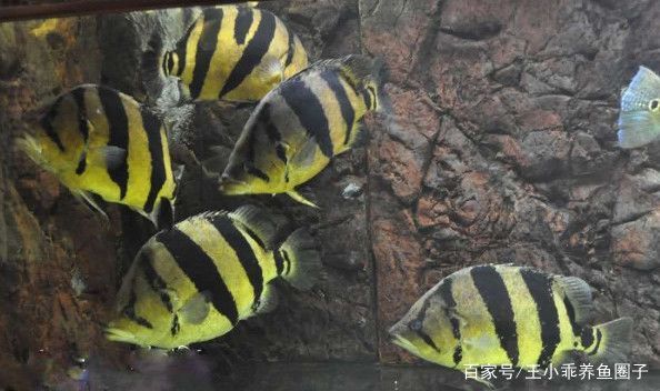 泰國虎魚適合新手養殖嗎，泰國虎魚養殖需要注意以下幾個方面泰國虎魚養殖注意事項