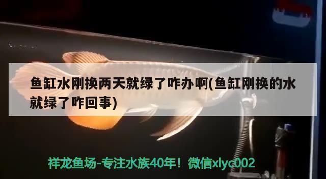 魚缸水剛換兩天就綠了咋辦啊(魚缸剛換的水就綠了咋回事) 魚缸水剛換兩天就綠了咋辦啊(魚缸剛換的水就綠了咋回事) 黃金貓魚百科 第3張