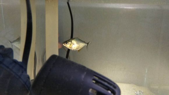 8厘米的小虎魚吃什么飼料好：8厘米的小虎魚吃什么飼料好8厘米的小虎魚吃什么飼料好 8厘米的小虎魚吃什么飼料好：8厘米的小虎魚吃什么飼料好8厘米的小虎魚吃什么飼料好 虎魚百科 第4張
