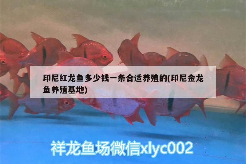 印尼紅龍魚多少錢一條合適養(yǎng)殖的(印尼金龍魚養(yǎng)殖基地)