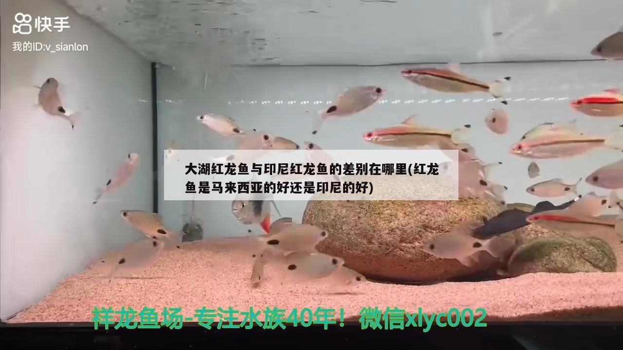 大湖紅龍魚與印尼紅龍魚的差別在哪里(紅龍魚是馬來西亞的好還是印尼的好)