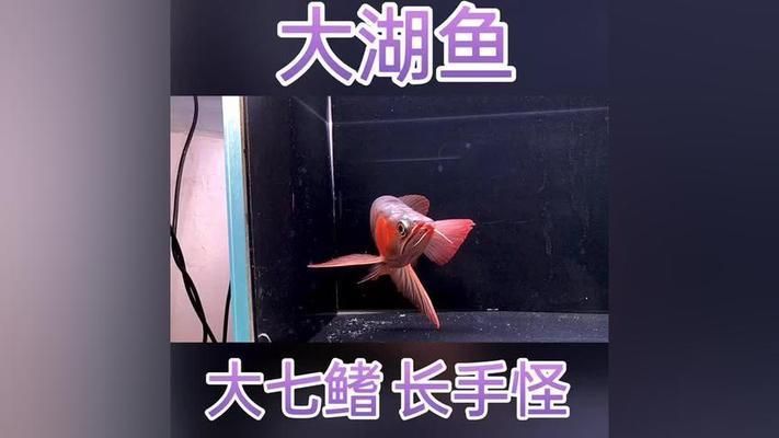 龍魚中的大湖魚是什么意思圖片：大湖魚與普通龍魚區別