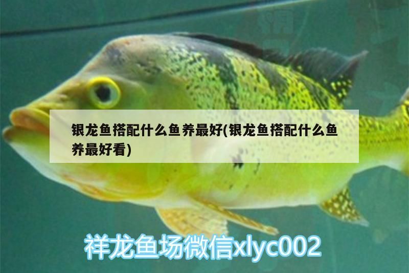 銀龍魚搭配什么魚養最好(銀龍魚搭配什么魚養最好看)