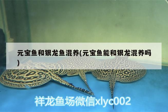 元寶魚和銀龍魚混養(yǎng)(元寶魚能和銀龍混養(yǎng)嗎)