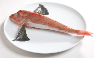 魟魚一天吃多少：關于魟魚每日食量的信息