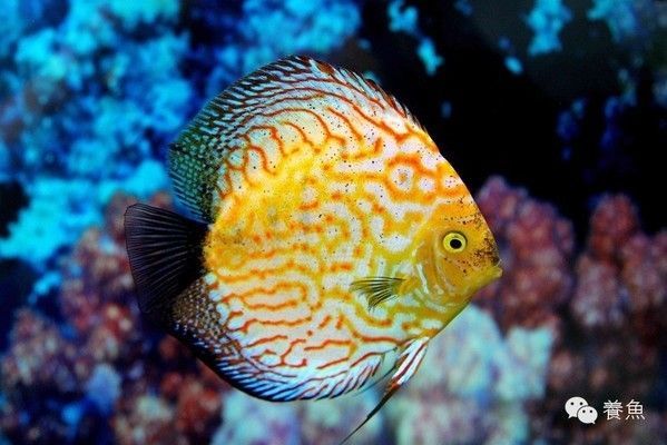 神仙魚混養(yǎng)的水質管理技巧，神仙魚混養(yǎng)時的水質管理技巧 神仙魚混養(yǎng)的水質管理技巧，神仙魚混養(yǎng)時的水質管理技巧 虎魚百科 第1張