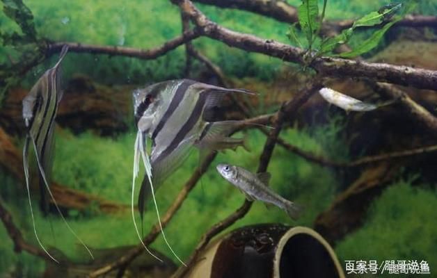 神仙魚混養(yǎng)的水質管理技巧，神仙魚混養(yǎng)時的水質管理技巧 神仙魚混養(yǎng)的水質管理技巧，神仙魚混養(yǎng)時的水質管理技巧 虎魚百科 第3張