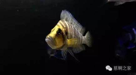 比較霸氣的觀賞魚(yú)名字兩個(gè)字（具有霸氣名字的觀賞魚(yú)）