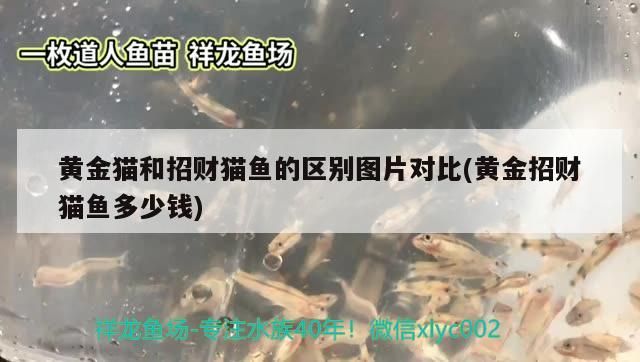 黃金貓和招財貓魚的區(qū)別圖片對比(黃金招財貓魚多少錢) 黃金貓和招財貓魚的區(qū)別圖片對比(黃金招財貓魚多少錢) 黃金貓魚百科 第3張
