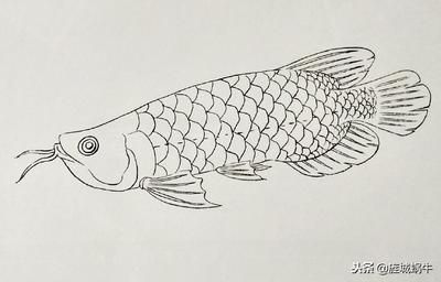 魟魚下崽后多久可以撈出來：魟魚下崽后多久撈出來