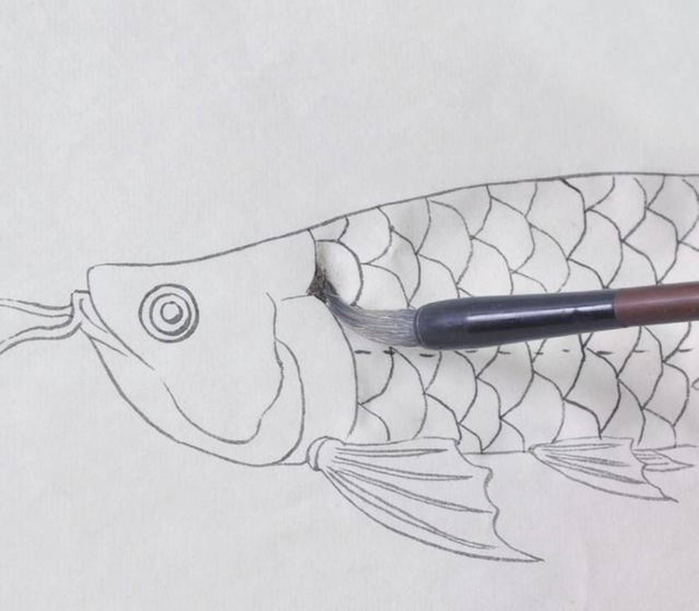 魟魚下崽后多久可以撈出來：魟魚下崽后多久撈出來 魟魚下崽后多久可以撈出來：魟魚下崽后多久撈出來 魟魚百科 第4張