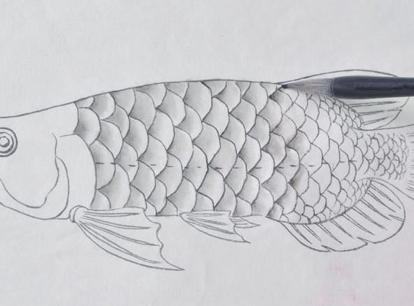 魟魚下崽后多久可以撈出來：魟魚下崽后多久撈出來 魟魚下崽后多久可以撈出來：魟魚下崽后多久撈出來 魟魚百科 第5張