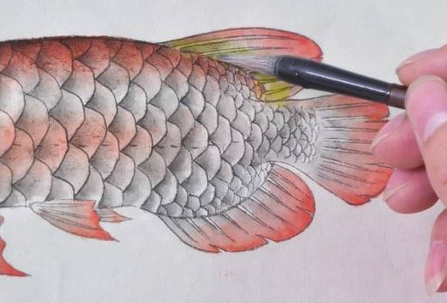 魟魚下崽后多久可以撈出來：魟魚下崽后多久撈出來 魟魚下崽后多久可以撈出來：魟魚下崽后多久撈出來 魟魚百科 第6張