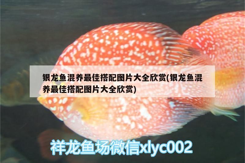 銀龍魚混養最佳搭配圖片大全欣賞(銀龍魚混養最佳搭配圖片大全欣賞)