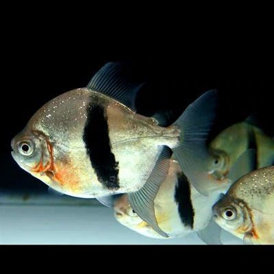 龍魚吃飼料嗎怎么喂養好一點