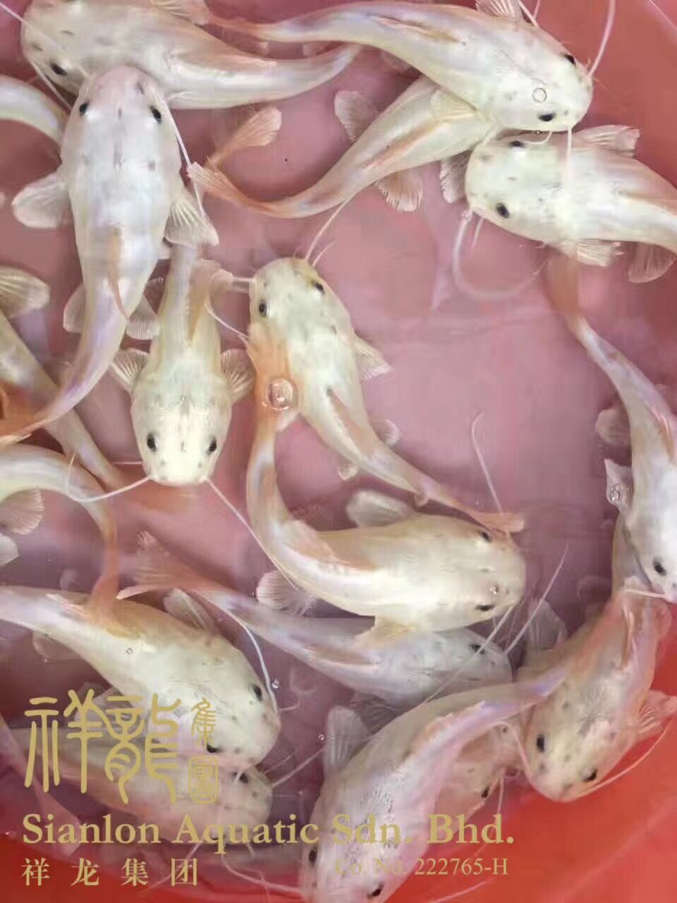 黃金貓魚_黃金貓_混養魚類_混養魚