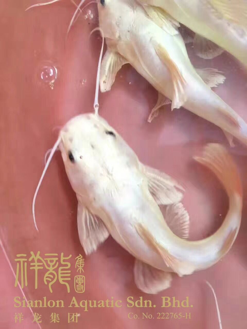 黃金貓魚_黃金貓_混養魚類_混養魚