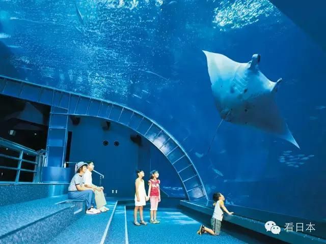 最好的水族館在哪里（世界上最好的水族館）