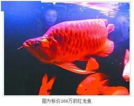 紅龍大湖魚圖片欣賞高清：紅龍大湖魚的高清圖片欣賞