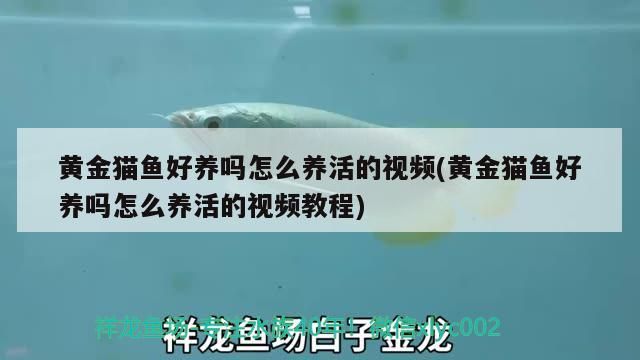 黃金貓魚好養嗎怎么養活的視頻(黃金貓魚好養嗎怎么養活的視頻教程)
