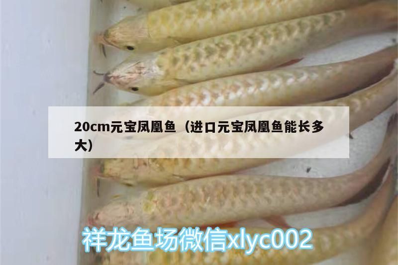 20cm元寶鳳凰魚（進(jìn)口元寶鳳凰魚能長(zhǎng)多大）