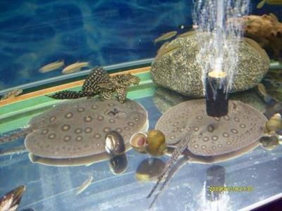 剛出生的魟魚有多大：剛出生的魟魚大小因其品種而異，一般在幾厘米左右