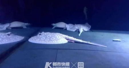剛出生的魟魚有多大：剛出生的魟魚大小因其品種而異，一般在幾厘米左右